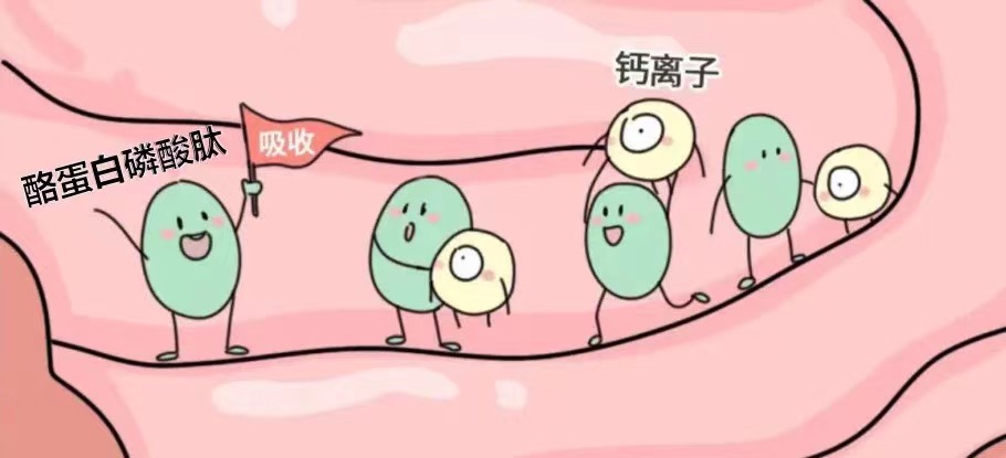 钙是怎么被人体内吸收的呢?